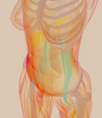 Female psoas muscle. Soul muscle. Human anatomy muscular system. 3d illustration.