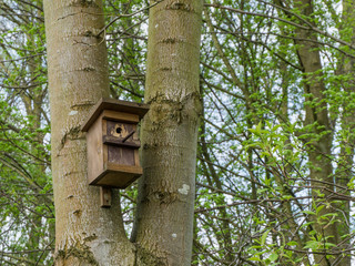 A nest box on a tree in spring