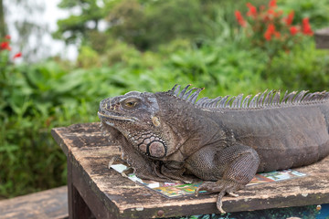 Fototapeta premium Close up of rock iguana also known as the Cuban ground iguana. Outside of Tropical island Bali, Indonesia.