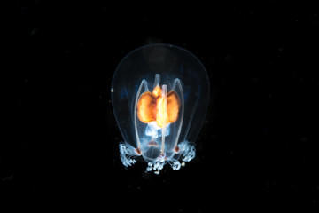 Fototapeta premium Transparent jellyfish in the dark
