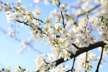 Blooming cherry plum in the spring garden. On blue sky background.