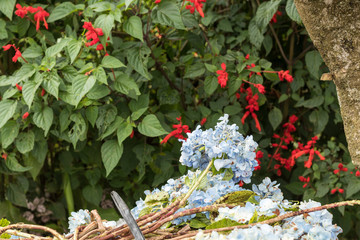 Flower background on a tropical Bali island, Indonesia. Very beautiful flower background in sunlight. Close up macro.