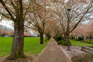 Fototapeta premium Cherry Blossom Trees along Path at Park in Salem Oregon