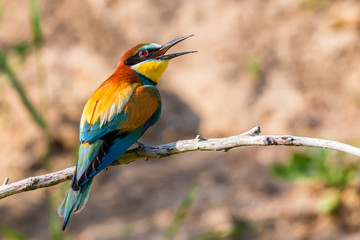 Exotic tropical bird named European bee-eater