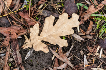Single leaf on background from autumn foliage