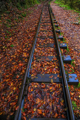 Railroad tracks cut through autumn woods