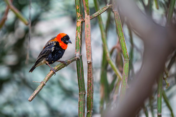 Superb starling or Lamprotornis superbus