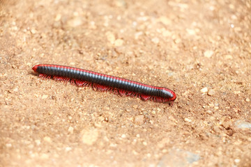 Red millipede on ground close up