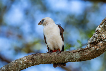 White-headed Buffalo Weaver Dinemellia dinemelli