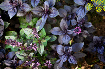 Many leaves of ripe purple basil closeup in garden.