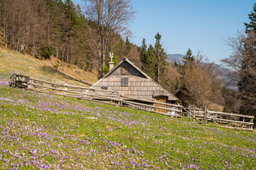 Traditional old wooden shepherd cottage near high alpine pasture of Velika Planina and blooming crocusses