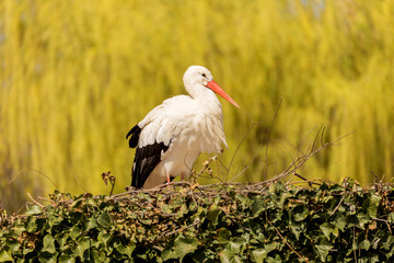 Cigogne dans son nid.