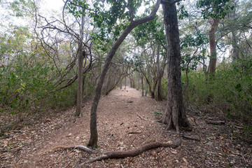Mayan archaeological site, zona arqueologica Sayil, Yucatan, Mexico