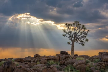 Zelfklevend Fotobehang The quiver tree, or aloe dichotoma, Keetmanshoop, Namibia © javarman