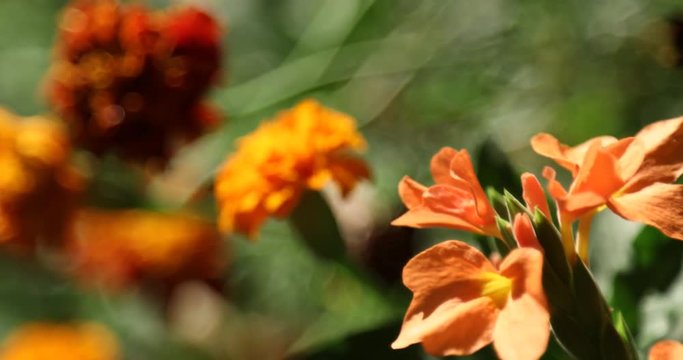 Micro shot of the Flowers