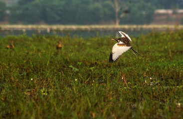 Flying Pheasant tailed Jacana