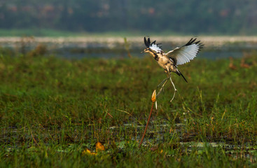 Take Off - Pheasant Tailed Jacana