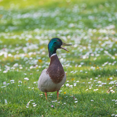 Mallard duck, Anas platyrhynchos, walking on the grass with daisies in springtime