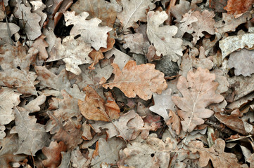 Autumnal background. Dry brown oak leaves on the ground.