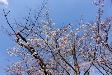 代々木公園の桜
