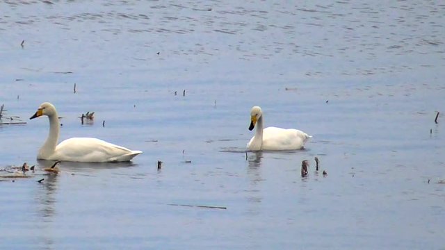Wild white swans swimming on sea. Beautiful birds in free nature. Elegant Swan - symbol of love and fidelity. Food birds in their natural environment. Wild life animals.