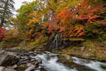 Fototapeta na wymiar Fudo stream in autumn season at Nakano momiji mountain, Kuroishi, Aomori, Japan.