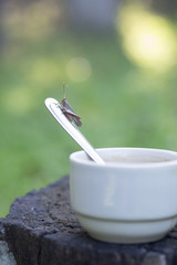 Natural morning with cup of coffee with greenery background