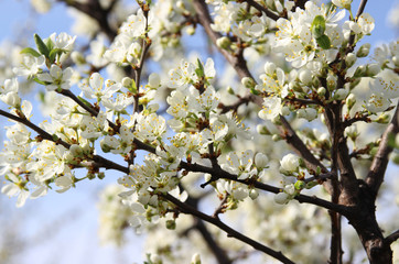 Flowering trees, fruit trees, flowers