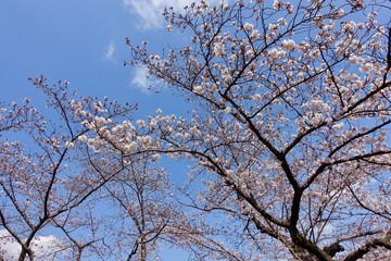 代々木公園の桜