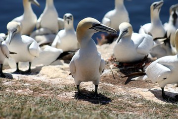 Northern gannet breeding on the Island Heligoland 