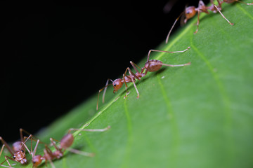Ants walk on the leaf. Ant