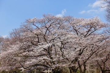 代々木公園の桜