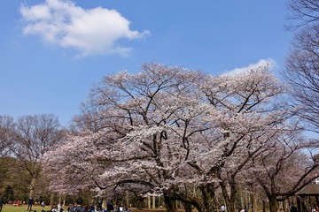代々木公園の桜