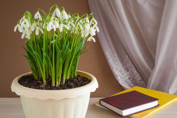 First spring messengers white snowdrops transplanted from garden into the pot. Books reading with spring flowers natural aroma in the room.