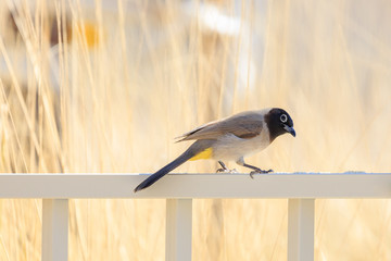 White-spectacled bulbul with yellow spot under tail on fence