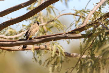 White-spectacled bulbul on acacia