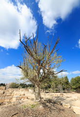 Fototapeta na wymiar Dry tree