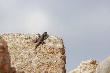 Stellio lizard sitting on stone