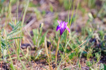 Wild purple iris flower