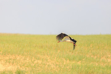 Flying Wild stork