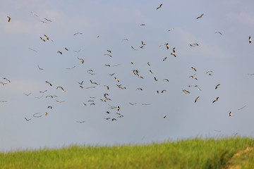 Flock of a storks flying over a field