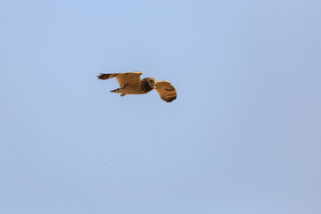 Flying owl in a blue sky