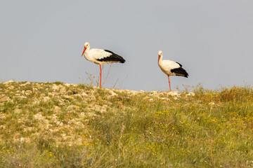 Pair of wild storks