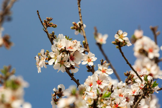 White flowers on almond tree