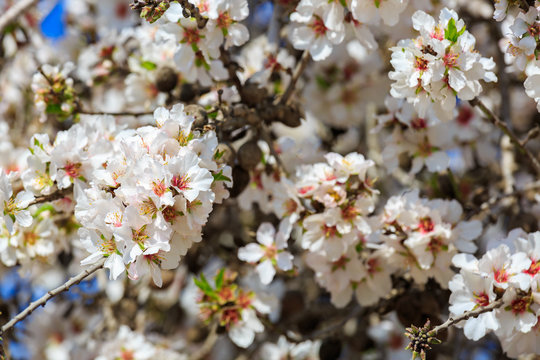 Almond tree with bright white flowers