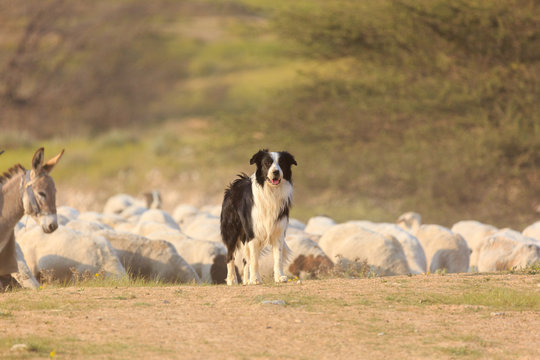 Border collie and donkey