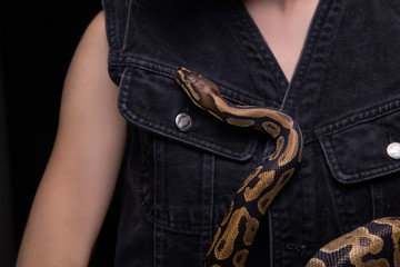 Woman with royal python