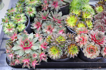 Many small round pots with different succulent plants.