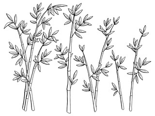 Fototapeta premium Bamboo plant graphic black white isolated sketch illustration vector