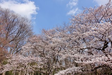Fototapeta na wymiar 代々木公園の桜